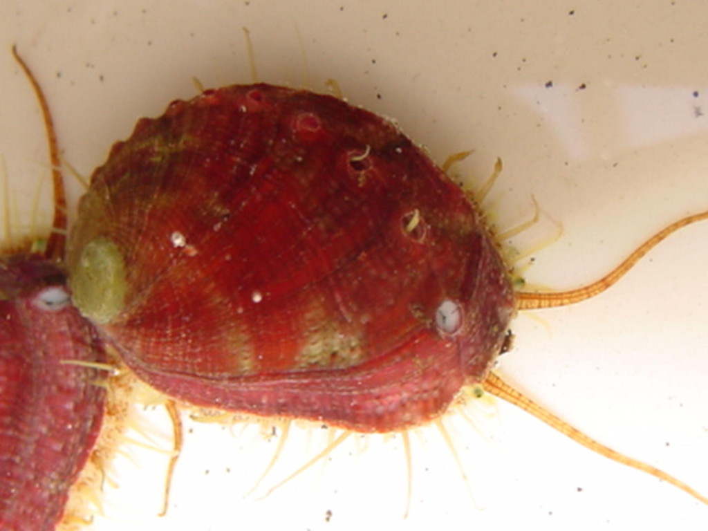 White Abalone (Haliotus sorenseni) raised in the hatchery