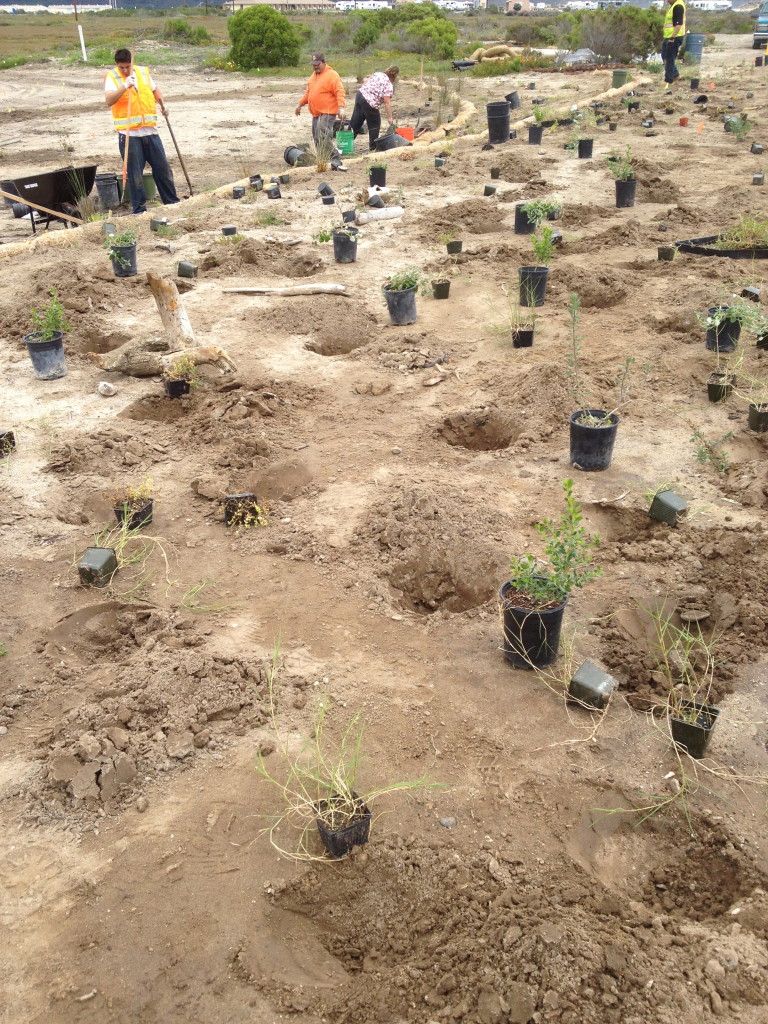 Planting of native plants at upland adjacent to a saltmarsh