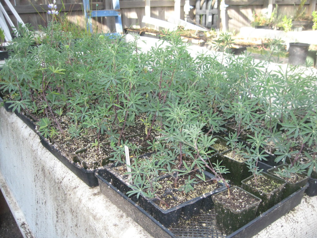 Lupine grown from seed at the McCormick Environmental nursery.