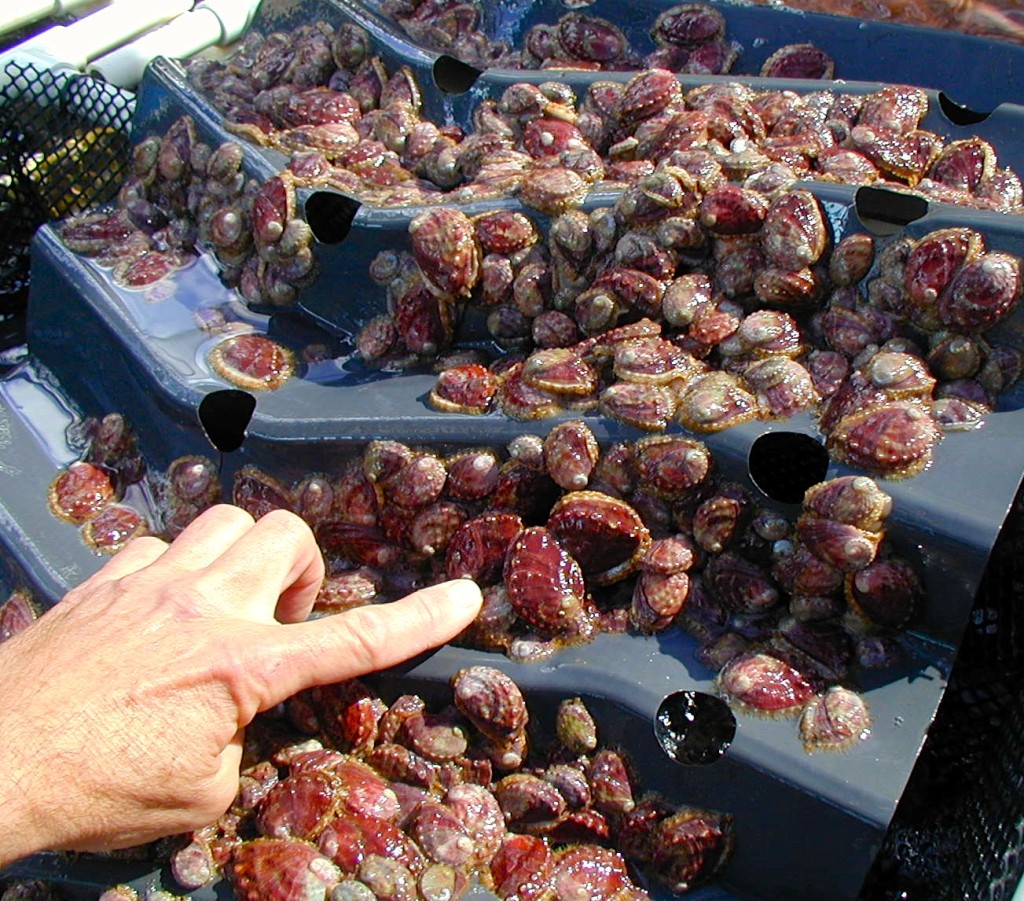 White Abalone in the nursery