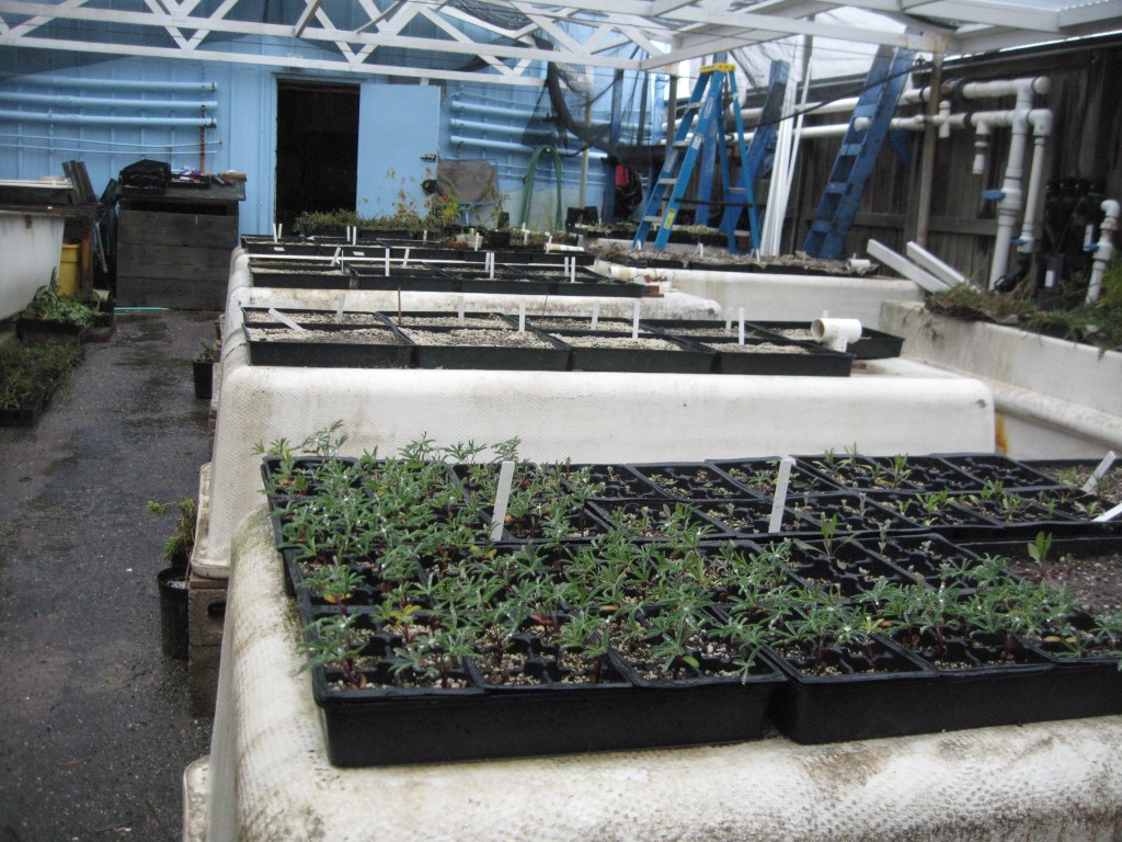 Native plant cultivation in nursery