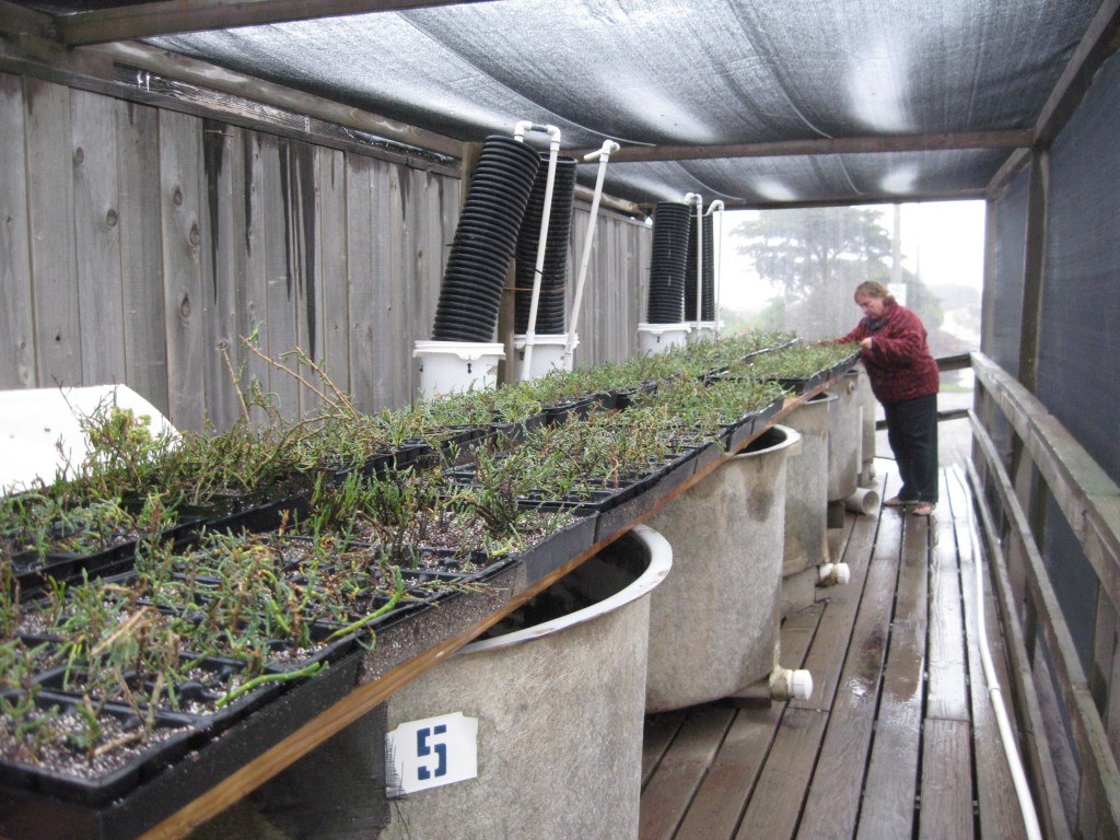 Cultivation of Pickelweed in nursery